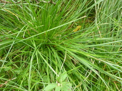 Deschampsia cespitosa