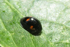 Exochomus quadripustulatus