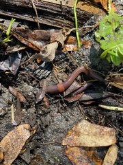Lumbricus terrestris