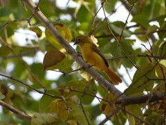 Erythrocercus livingstonei