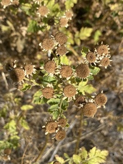 Tanacetum parthenium