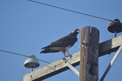 Geranoaetus albicaudatus