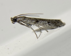 Phycitini