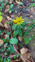 Pentanema britannica