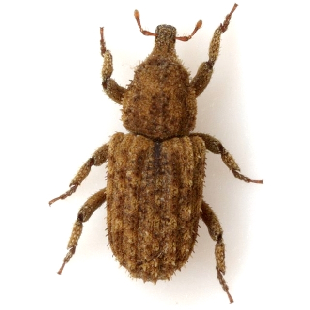 Acamptus texanus