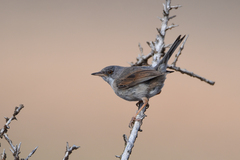 Curruca conspicillata