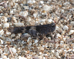 Oedipoda caerulescens