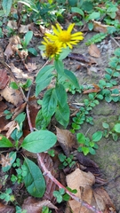 Pentanema britannica