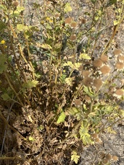 Tanacetum parthenium