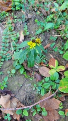 Pentanema britannica