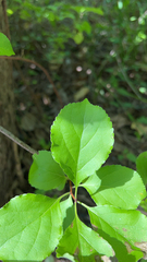 Celastrus orbiculatus