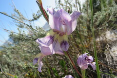Gladiolus carinatus