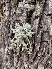 Evernia prunastri