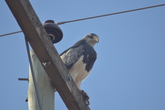 Geranoaetus melanoleucus