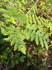 Sorbus aucuparia