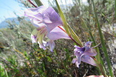 Gladiolus carinatus