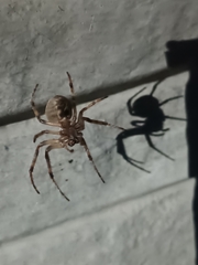 Larinioides sclopetarius