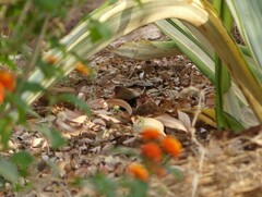 Hypargos niveoguttatus