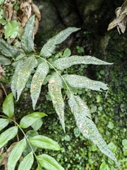 Phanerophlebia