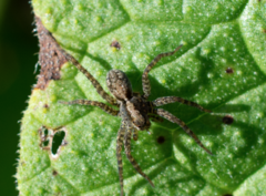 Pardosa amentata