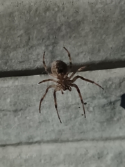 Larinioides sclopetarius