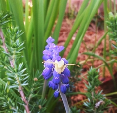 Misumena vatia
