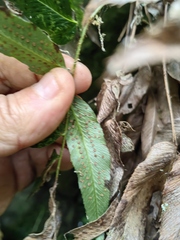 Phanerophlebia