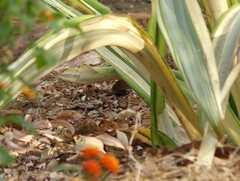 Hypargos niveoguttatus