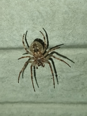 Larinioides sclopetarius