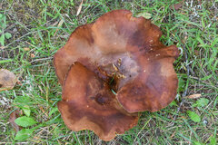 Boletinellus merulioides