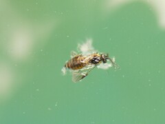Schizocerella pilicornis