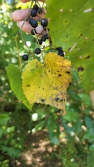 Vitis vulpina