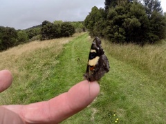 Vanessa itea