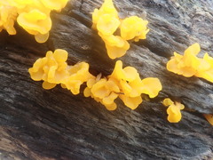 Dacrymycetaceae