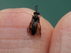 Schizocerella pilicornis