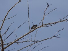 Gymnoris superciliaris