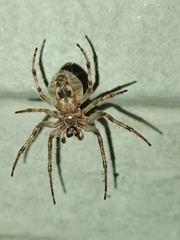 Larinioides sclopetarius