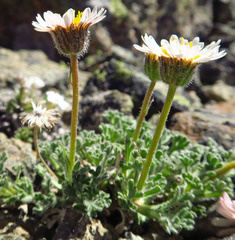 Erigeron salishii