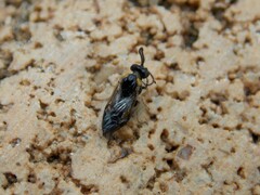 Schizocerella pilicornis