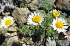 Erigeron salishii