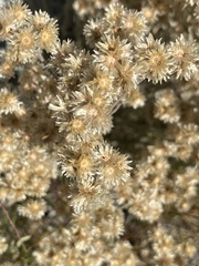 Pseudognaphalium californicum