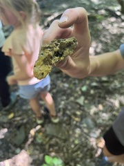 Stereum gausapatum
