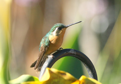 Lampornis castaneoventris