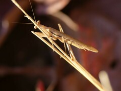 Mantodea
