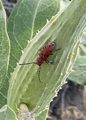 Tetraopes femoratus