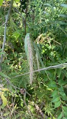 Elymus canadensis