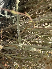 Pseudognaphalium californicum