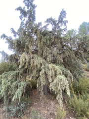 Juniperus oxycedrus