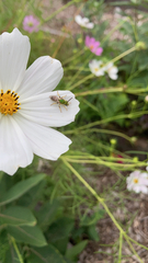 Agapostemon virescens
