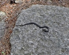 Hebius vibakari